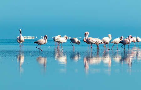 Close up of beautiful African flamingos that are standing in still water with reflection. Namibiaの写真素材