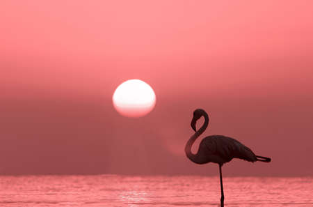 Wild african birds. Silhouette of a lonely flamingo stands in a lagoon against a background of red sunset and bright sunの写真素材