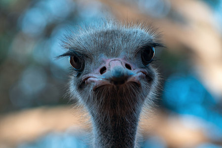 Close up of African Ostrich bird head on the blur background. Namibiaの写真素材