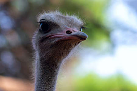 Close up of African Ostrich bird head on the blur background. Namibiaの写真素材