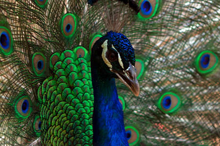 Close up view of The African peacock a large and brightly colored bird. Portrait of beautiful peacockの写真素材