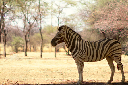 A lonely Namibian zebra standing in the middle of the savannah.の写真素材
