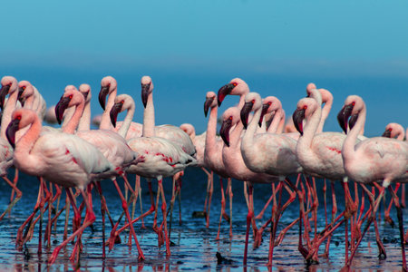 Close up of beautiful African flamingos that are standing in still water with reflection. Namibiaの写真素材