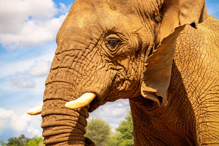African Bush Elephant in the grassland of Etosha National Park, Namibia.の写真素材
