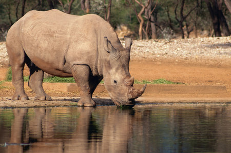 Portrait of a male bull white Rhino grazing in Etosha National park, Namibia. Wild african animals. Close up of a rhinoの写真素材