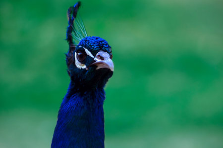 Close up of the cute peacock (large and brightly  bird) on a green backgroundの写真素材