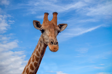 Wild african life. A large common South African giraffe on the summer blue sky. Namibiaの写真素材