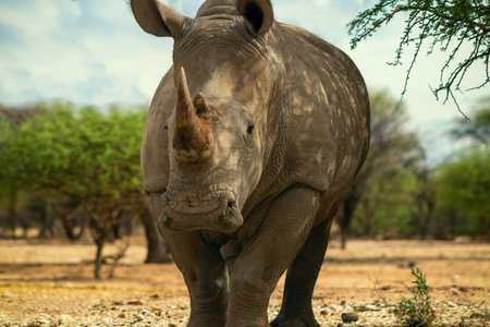 Portrait of a male bull white Rhino grazing in Etosha National park, Namibia. Wild african animals. Close up of a rhinoの写真素材