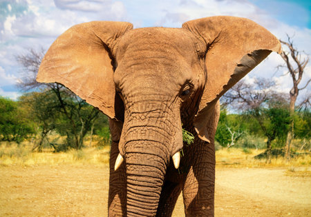 African Bush Elephant in the grassland of Etosha National Park, Namibia.