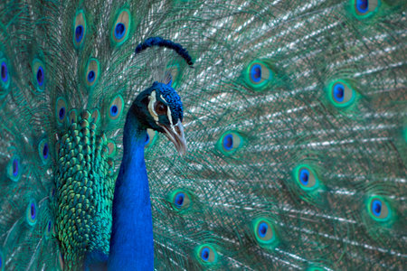 Portrait of beautiful peacock with feathers out (large and brightly bird).