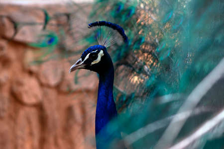 Portrait of beautiful peacock with feathers out (large and brightly bird).の写真素材
