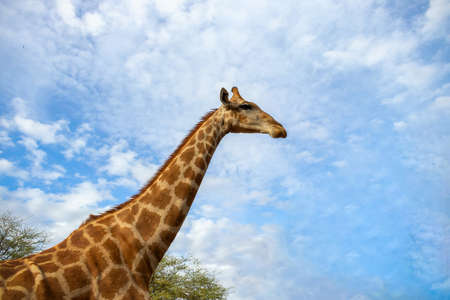 Wild african life. A large common South African giraffe on the summer blue sky. Namibiaの写真素材