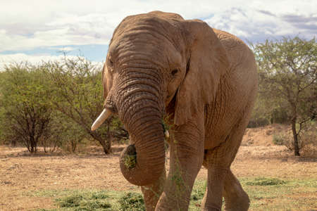African Bush Elephant in the grassland of Etosha National Park, Namibia. Africaの写真素材