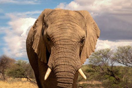 African Bush Elephant in the grassland of Etosha National Park, Namibia. Africa