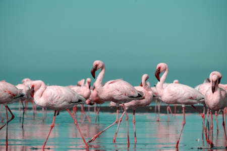 Close up of beautiful African flamingos that are standing in still water with reflection. Namibiaの写真素材