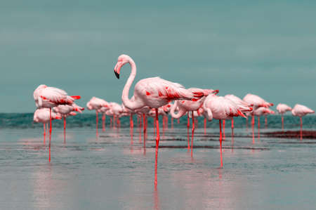Wild african birds. Group birds of pink african flamingos  walking around the lagoon on a sunny dayの写真素材
