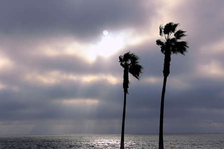 palm trees and colorful sky with beautiful sunsetの写真素材