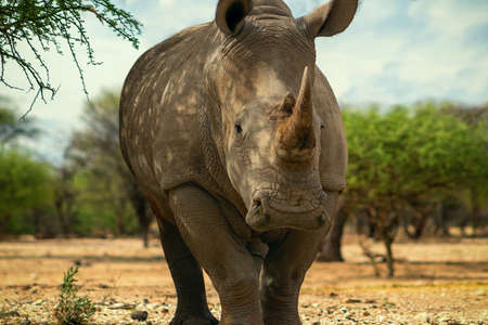 Portrait of a male bull white Rhino grazing in Etosha National park, Namibia. Wild african animals. Close up of a rhinoの写真素材
