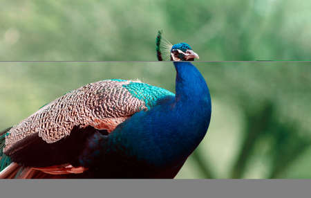 Close up of the cute peacock (large and brightly  bird) on a green backgroundの写真素材