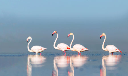 Wild african birds. Group birds of pink african flamingos  walking around the blue lagoon on a sunny day. Namibiaの写真素材