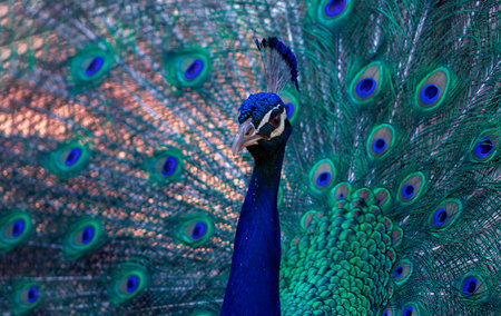 Portrait of beautiful peacock with feathers out ( large and brightly bird ).の写真素材