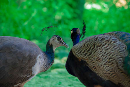 Two cute peacocks; male and female, looking at each other lovingly on a blur green background.の写真素材