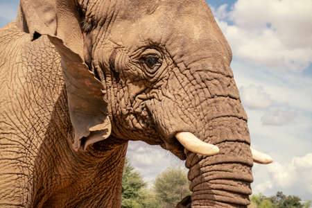 Close up of the African Bush Elephant in the grassland on a sunny day.の写真素材