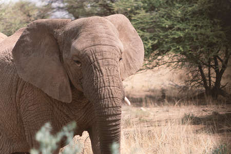 Close up of the African Bush Elephant in the grassland on a sunny day.の写真素材