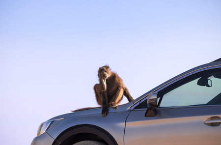 Wild african life. A Large Male Baboon sitting  on the car hood on a sunny day