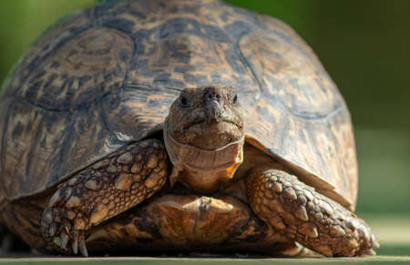 Wild african life. Close up of a cute turtle on a sunny day. Namibiaの写真素材