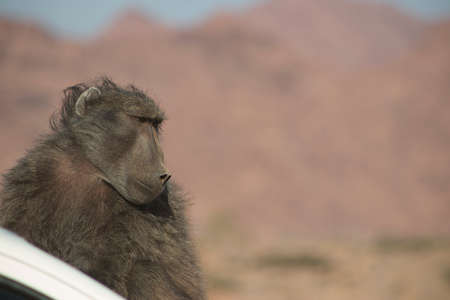 Wild african life. A Large Male Baboon sitting  on the car roof on a sunny dayの写真素材