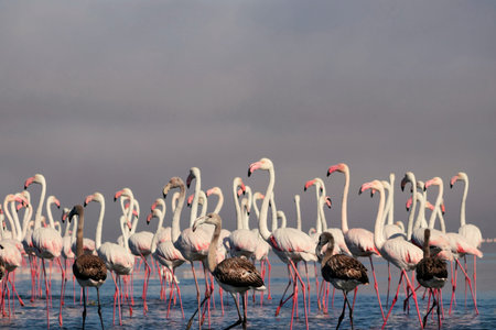 Wild african life.  Flock of pink african flamingos  walking around the lagoon on the background of...