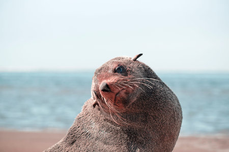 Lonely brown fur seal sits on the ocean on a sunny morning