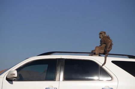Wild african life. A Large Male Baboon sitting  on the car roof on a sunny dayの写真素材