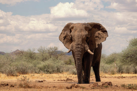 Front view of african elephant  in the grasslands of Etosha National Park, Namibia.の写真素材