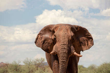 Front view of african elephant  in the grasslands of Etosha National Park, Namibia.の写真素材