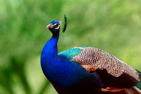 Portrait of a wild beautiful peacock on a green blur background on a sunny dayの写真素材