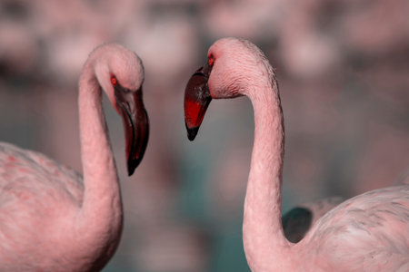 Wild african birds. Group of Greater african flamingos  walking around the blue lagoon on a sunny dayの写真素材
