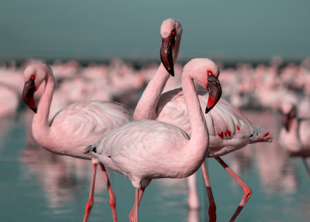 Wild african birds. Group of Greater african flamingos  walking around the blue lagoon on a sunny dayの写真素材