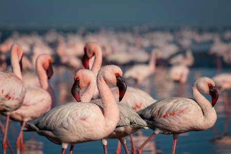 Wild african birds. Red  african flamingos  walking around the blue lagoon on a sunny dayの写真素材