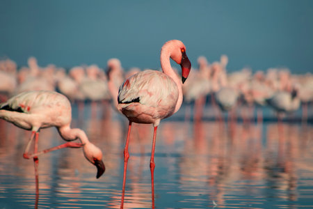Wild african birds. Red  african flamingos  walking around the blue lagoon on a sunny dayの写真素材
