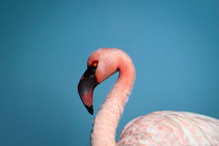 Wild african bird. Pink  african flamingo on  the blue lagoon on a sunny dayの写真素材