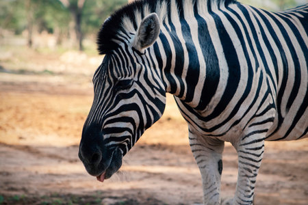 Wild african life. Close up Namibian mountain zebra in the middle of the savannah.の写真素材