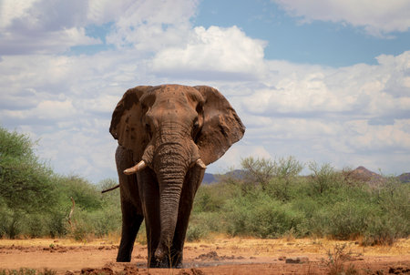 Close up of the African Bush Elephant in the grassland on a sunny day.の写真素材