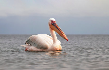 Great white pelican on a blue lagoon on a sunny morningの写真素材