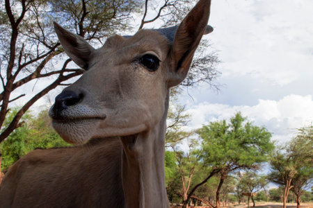 Common eland or Eland antelope, bull on the savannah of the Etosha national  park, Namibiaの写真素材