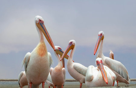 A flock of white pelicans against a dramatic sky