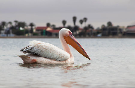 Great white pelican on a blue lagoon on a sunny morningの写真素材