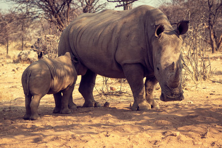 White rhinoceros or square-lipped rhinoceros with her newborn  baby in Etosha National Park, Namibia.の写真素材