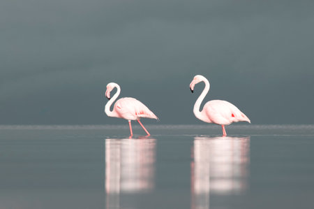 African wild birds. Two great flamingos on the blue lagoon in the morningの写真素材